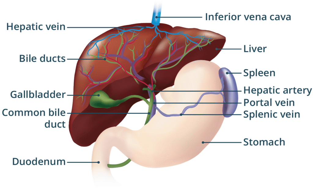 How Long Does a Liver Detox Take?