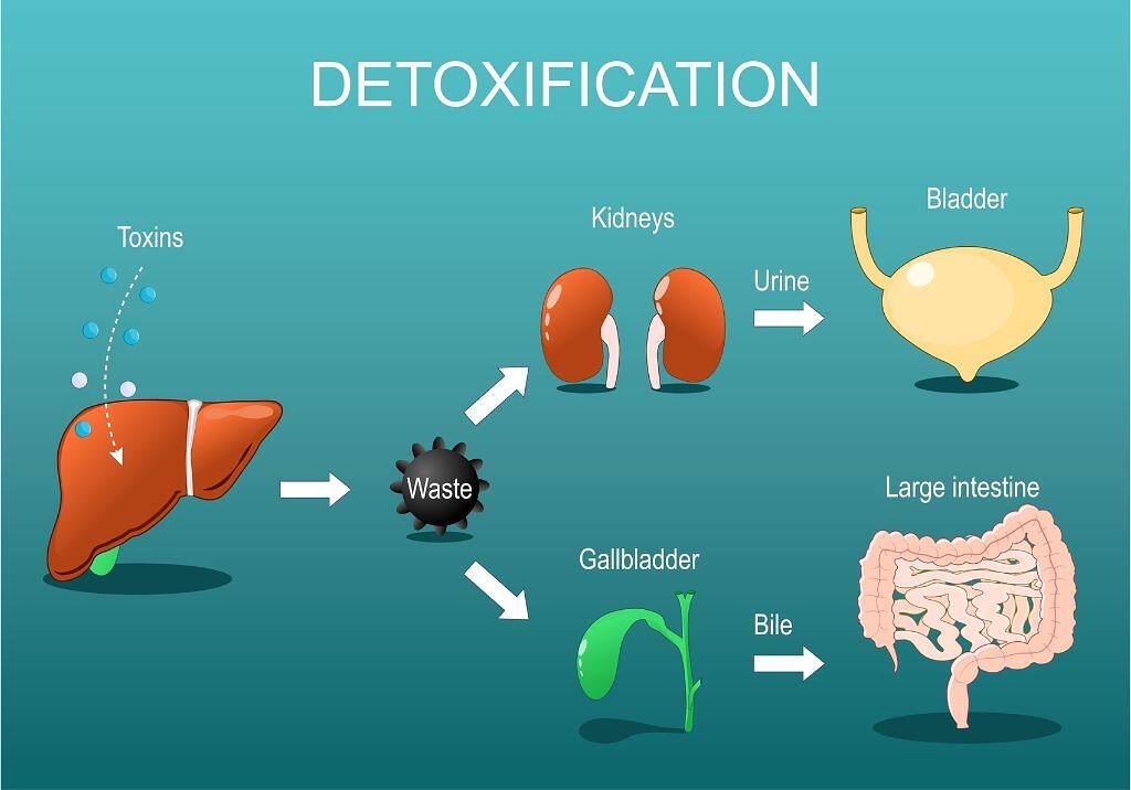 Signs You May Need a Liver Detox